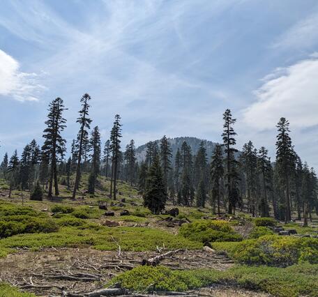 A gray, tree-covered hill – the cinder cone that makes up the “nest” of Goosenest volcano – rises behind a gently upward-sloping landscape of tall dark green pine trees and low light green bushes. Fluffy and streaky white clouds paint a blue sky.