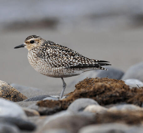 Pacific Golden-Plover