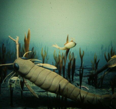 An underwater diorama scene showing several prehistoric aquatic arthropod‑like creatures.
