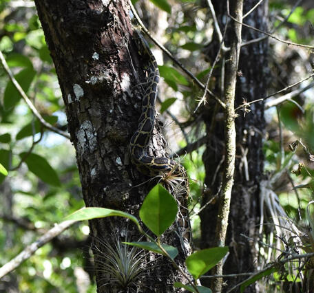 a python slithers up a tree trunk with leaves surrounding