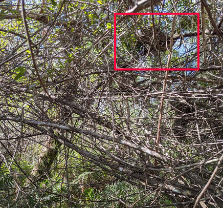 many sticks and branches cross the photo, a red box outlines where a large snakes sits in a branch