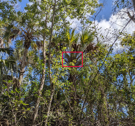 a forest of palm and other trees with a red box outlining a large shadow in the middle of palm leaves