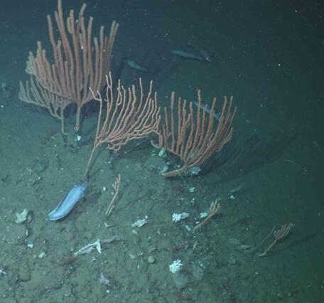 Seafloor habitat shows reddish soft corals and eels