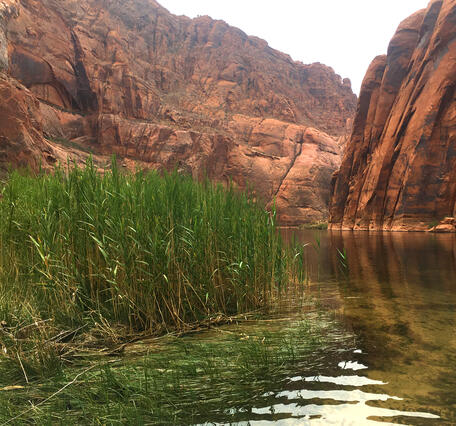 Talls reeds on the bank are inundated by the Colorado River in Grand Canyon, with red canyon walls in the background