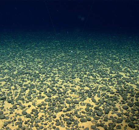 Underwater image of polymetallic nodule field from American Samoa
