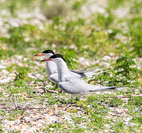 Two white birds with black on the tops of their heads and orange beaks with long tails stand side-by-side in scrubby grass. 