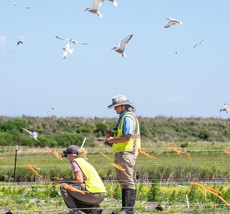 Two scientists in hats and bright green safety vests survey white birds flying around them.