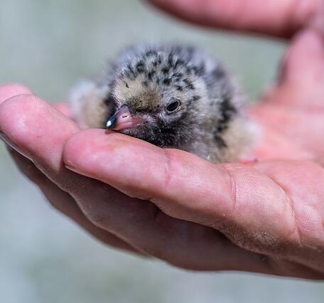 A small fluffy light brown chick with dark speckles is held in hand. 