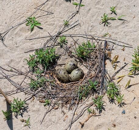 Three light brown eggs with dark brown  sit on a shallow nest of scrub and sand.