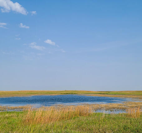 Ponds surrounded by tall grasses
