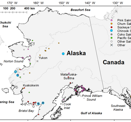 Map of Alaska with various colored round dots showing locations of Pacific salmon carcasses 
