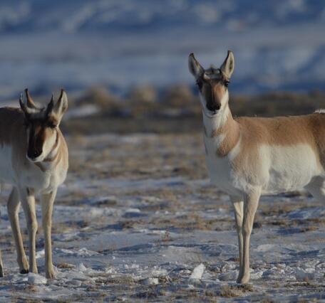 Two pronghorn in a snow covered prairie