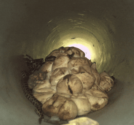 small snakes hatch from white egg shells inside of a tube, details on date, time and temperature of footage around screen