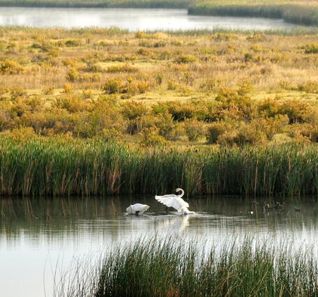 A pair of trumpeter swans rest on the water surrounded by wetlands