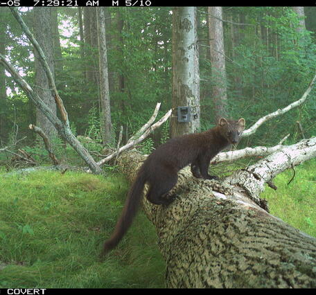 Fisher spotted on a trail camera