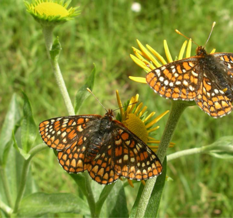 Two orange, white, and dark-brown butterflies rest on yellow flowers in a grassy field.