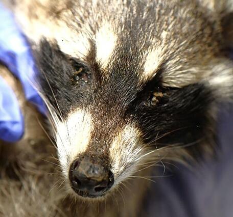 Procyon lotor_found dead in Wisconsin