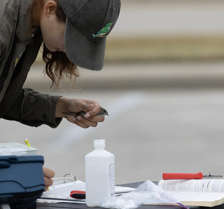 a woman gently holds a bird in her left hand while recording data with her right hand  