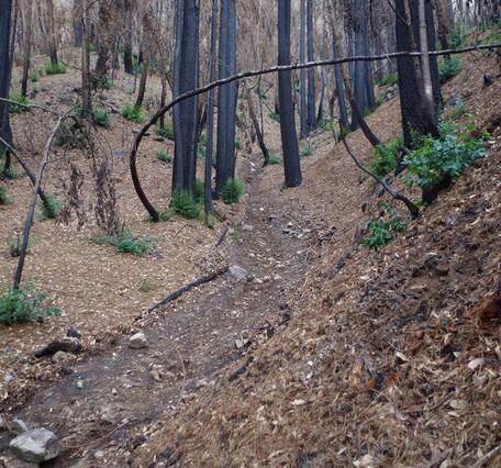 Channel surrounded by burned trees