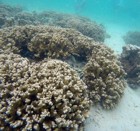 Rice Corals (Montipora capitata), Kane'ohe Bay, O'ahu, Hawaii