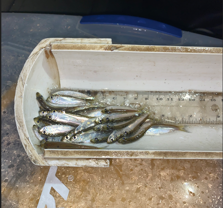 River herring in a measuring device