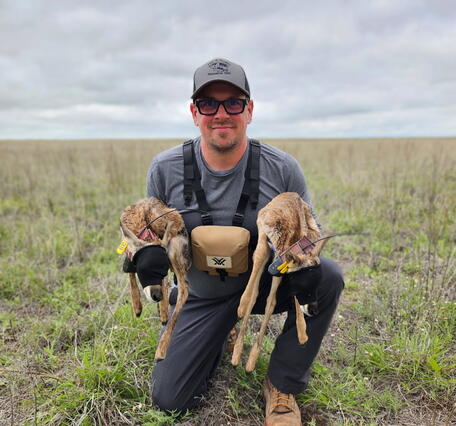 Researcher is tagging pronghorn fawn