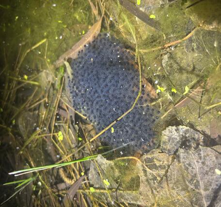 A Chiricahua leopard frog egg mass from a site in southeast Arizona