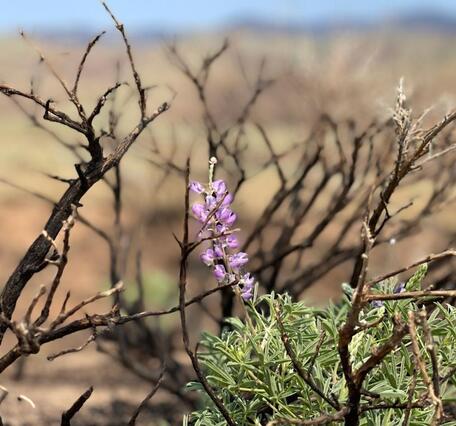Purple wildflowers growing after a fire near Red Lodge, Montana