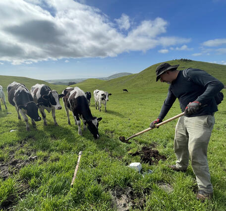 USGS geophysicist servicing a seismometer in a grassy field as a herd of cows watches under partly cloudy skies.