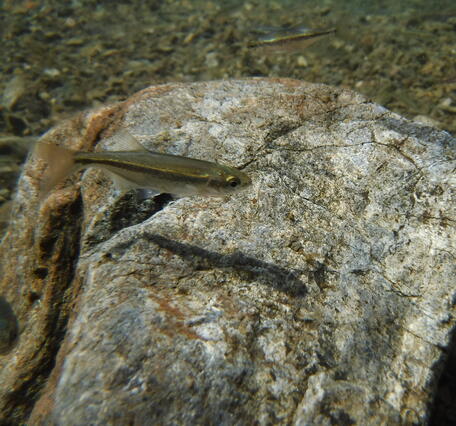 Redside Shiner fish in Ross Lake, WA