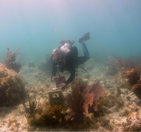 University of Miami Rosenstiel School Ph.D. student, takes a photograph of a baby elkhorn coral on a USGS calcification-assessment 