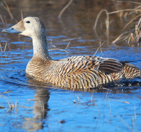 Brown striped duck.