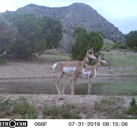 two pronghorn next to a pond, with trail camera information displayed in a bar on the bottom of the screen