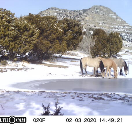 three horses drink from a pond, with trail camera information displayed in a bar on the bottom of the screen