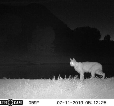 bobcat at night, with trail camera information displayed in a bar on the bottom of the screen