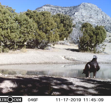 golden eagle next to a pond, with trail camera information displayed in a bar on the bottom of the screen