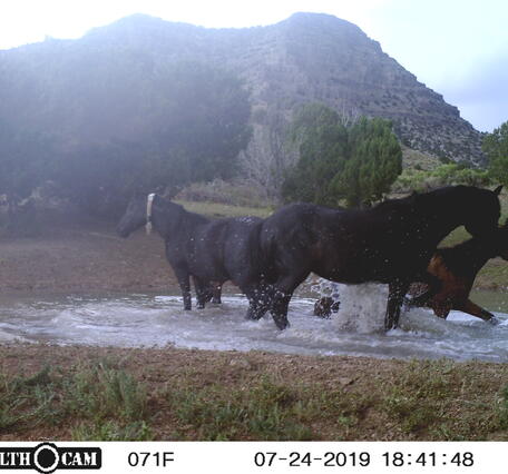 three horses in a pond, with trail camera information displayed in a bar on the bottom of the screen