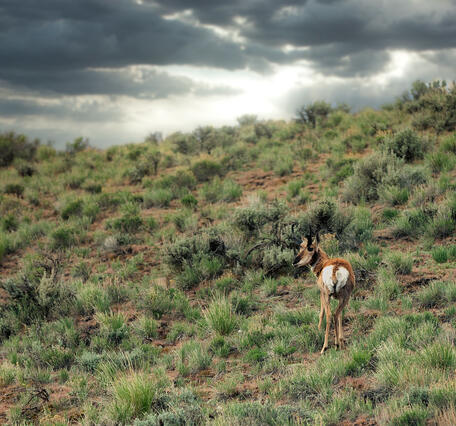 Antelope standing on green vegetation on a cloudy day