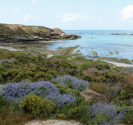 San Nicolas Island coastline with a calm sea and shrubs along the beach, including some with vibrant purple flowers.