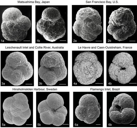 Scanning electron micrographs of Trochammina hadai specimens collected worldwide