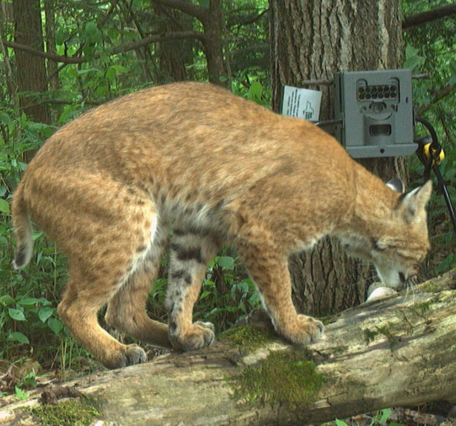 Screenshot of a bobcat spotted on a trail camera