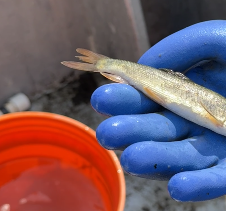 Endangered Klamath Sucker fish held in hand with glove above bucket of water
