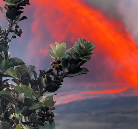 Color photograph of lava fountain with tree in foreground
