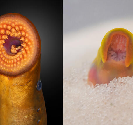 Side-by-side view of the mouths of and adult and larval sea lamprey.