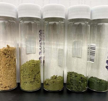 Five clear glass bottles contain samples of dry plankton, ranging in color from brown to dark green