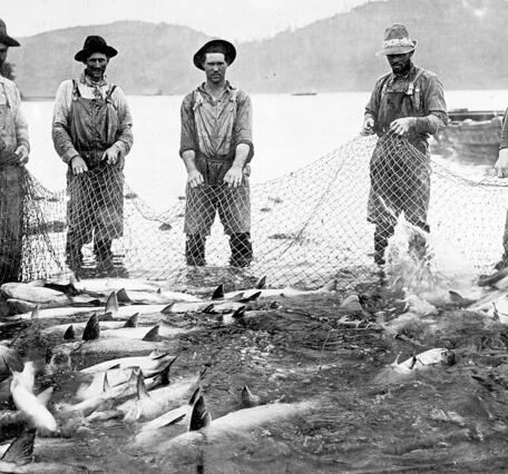 A black and white photo shoes 5 men holding a net used to sein salmon from the Columbia River in 1914. The river and mountains can be seen behind the men, who stand ankle deep in the river. 