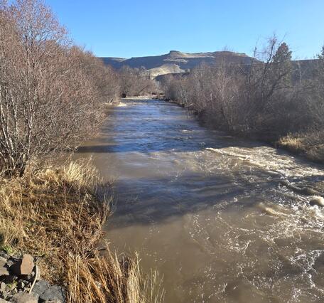 Creek lined with leafless trees and yellow grass. Cold, clear winter day.