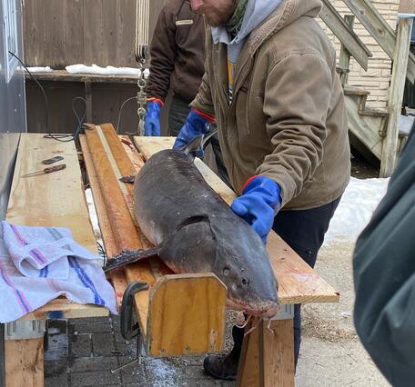 Jeremiah Shrovnal measuring a Lake Sturgeon