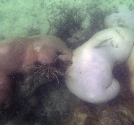 Siderastrea siderea bleaching during 2026 marine heatwave in the Florida Keys