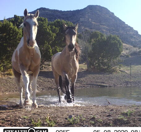 two horses next to a pond, with trail camera information displayed in a bar on the bottom of the screen